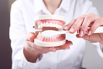 A woman s hand holding an open dental model with teeth and gums, set against a blurred background.